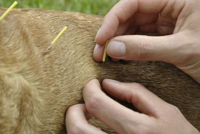 Acupuntura vira boa receita para os pets