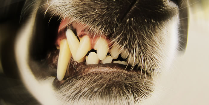 Por que cães mordem?