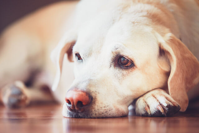 Veja como saber se seu pet está com dor