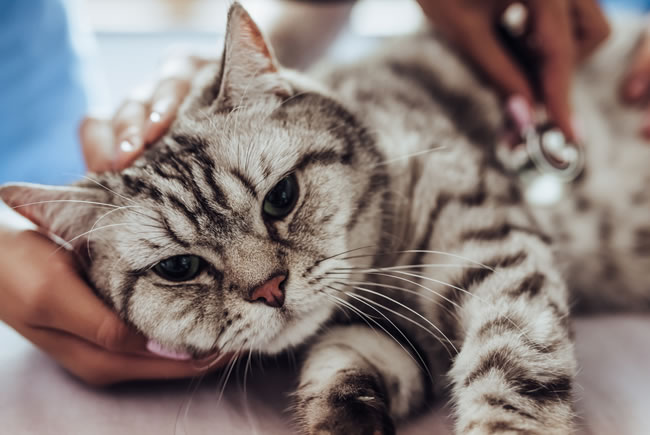 Alerta contra câncer de mama nos pets