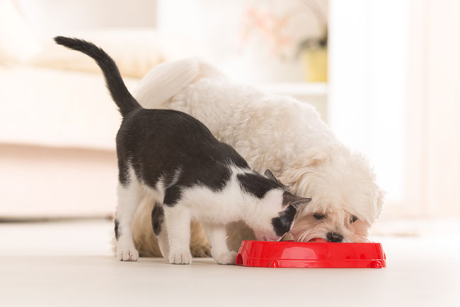 Como alimentar filhotes de pets