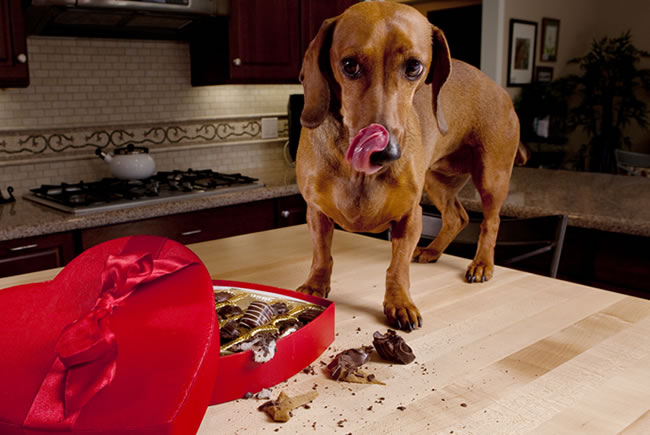 Alimentos da lista proibida para pets