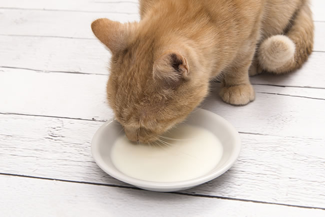 Alimentos na lista vermelha dos gatos