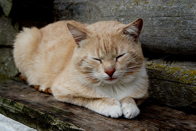 Ameaças para a autonomia dos gatos