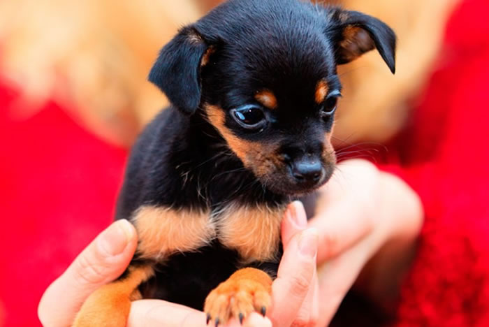 Antes de levar um pet para casa, pense em tudo