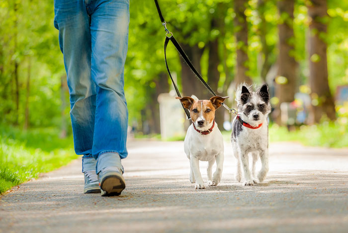 Após a castração, alimentação especial e exercícios para os pets