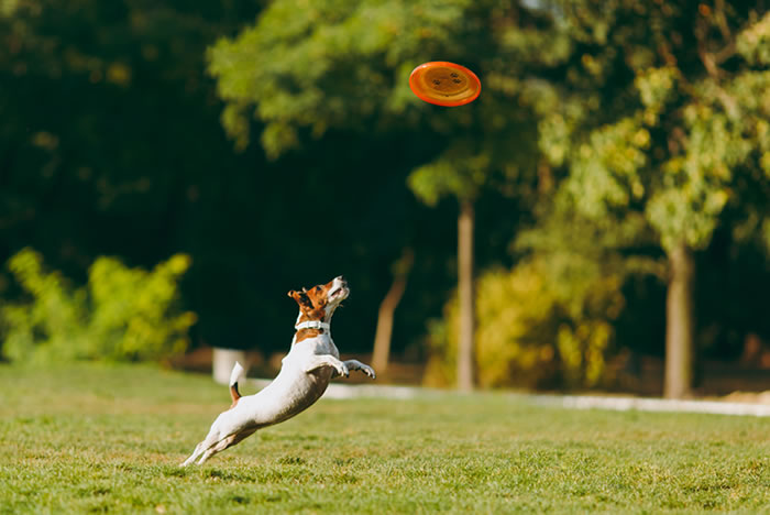 Fazendo exercícios junto com o seu pet