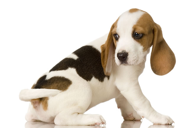 Atrás do próprio rabo