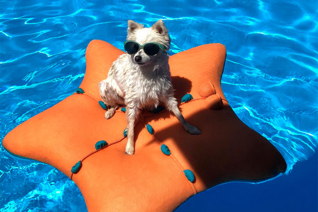 Banho de piscina é bom, mas precisa ter cuidado com os pets