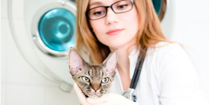 Benefícios da castração nos gatos