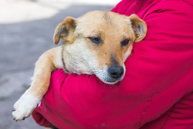 Benefícios da castração para os pets