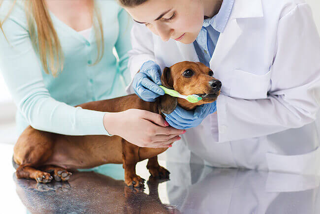 Benefícios da higiene oral para o seu cão