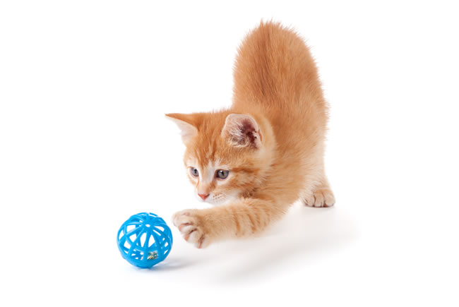 Benefícios do exercício físico para os gatos