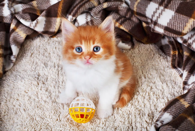 Benefícios dos brinquedos para os pets