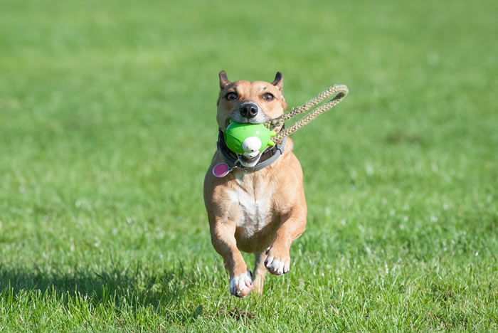 Brincadeiras para controlar a energia do seu pet