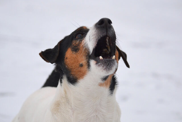 Por que os cães, às vezes, latem tanto?