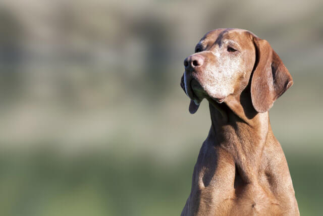 O que os cães idosos precisam para viver bem?