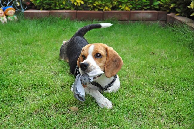 Cães, sapatos, tênis e meias