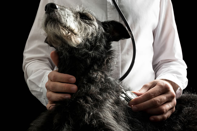 Campanha contra a Leishmaniose Visceral Canina