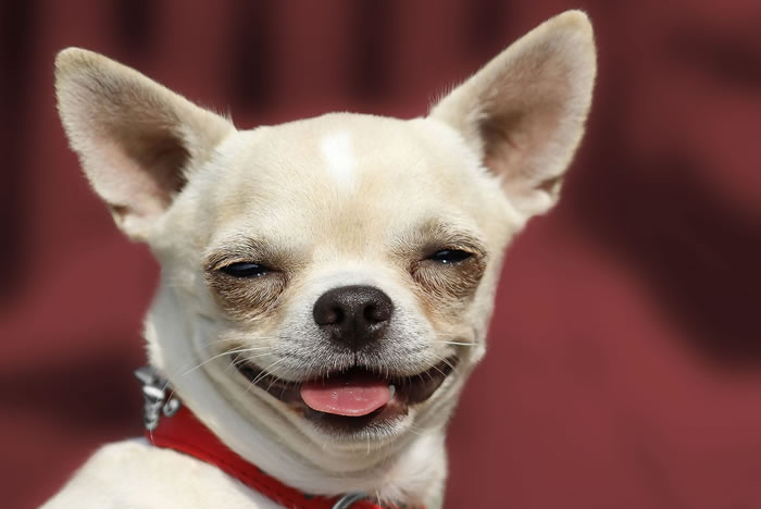 Qual raça de pet escolher?