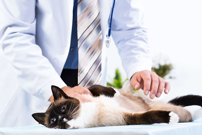 Cigarro: risco para a saúde dos pets