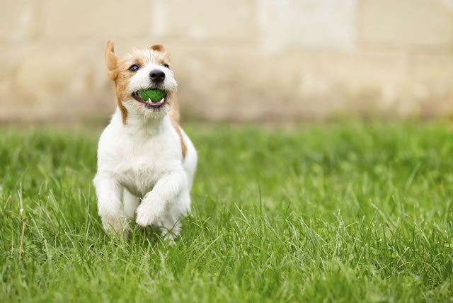 Cinco dicas para deixar o seu pet feliz