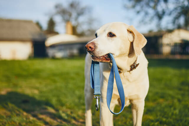 Cuidados na hora de comprar a coleira do seu pet