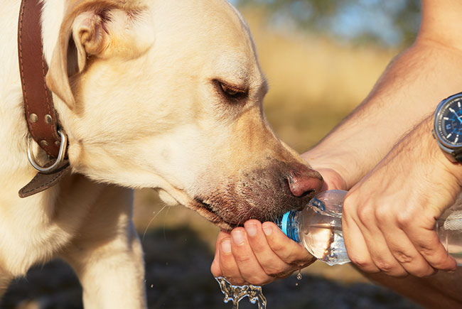 Comida leve, água e sombra fresca para o seu pet