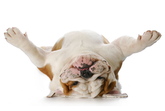 Como anda o humor do seu pet?