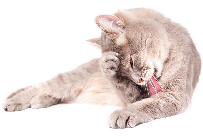 Como combater as bolas de pelo nos gatos