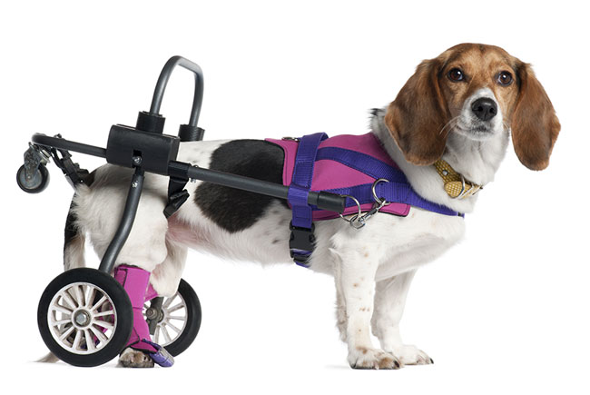 Como conviver com cães deficientes