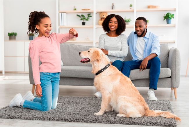 Como escolher o petisco certo para o seu pet