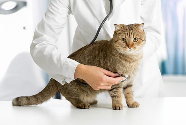 Como identificar os sinais de envelhecimento dos gatos