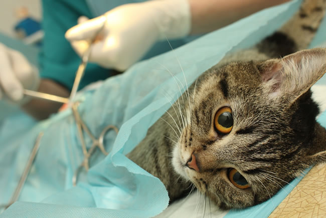 Castração: boa receita para a saúde dos pets