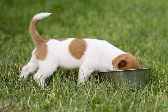Cuidados básicos com a alimentação do seu pet