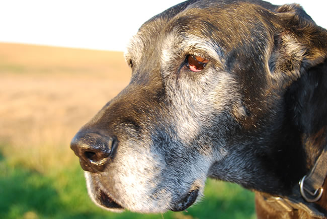 Cães idosos, cuidados especiais