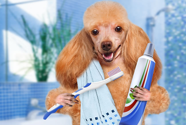 Cuidados com a higiene bucal do seu pet