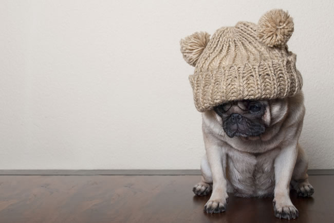 Cuidados com as doenças em pets que chegam com o frio