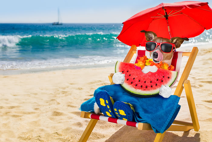 Cuidados com as frutas para os pets