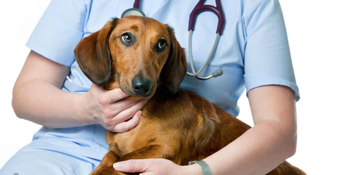 Cuidados com o coração dos pets