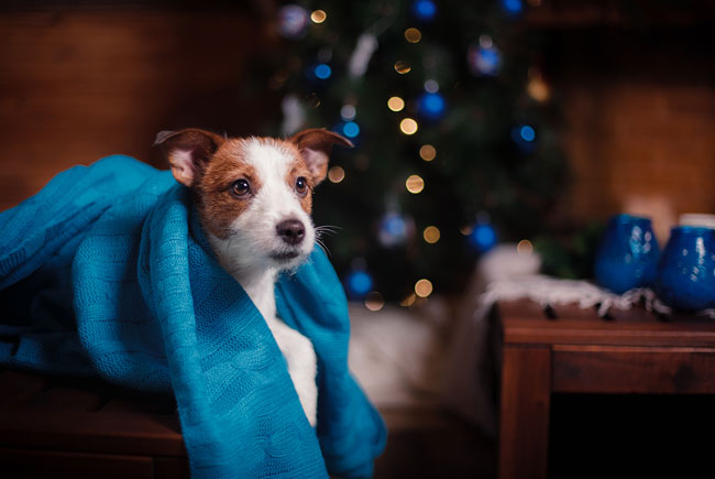 No escurinho do cinema com o seu pet