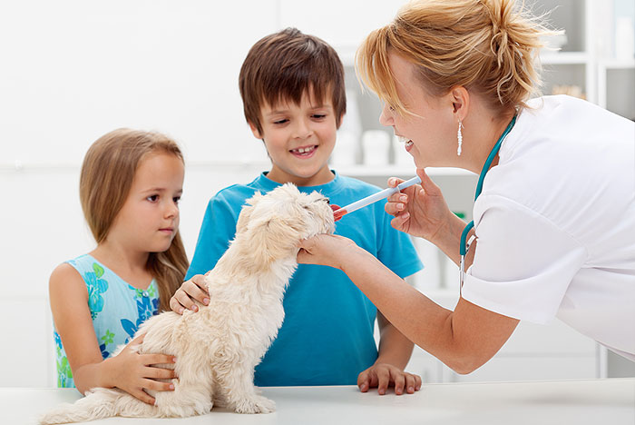 Dicas para a hora de medicar seu pet