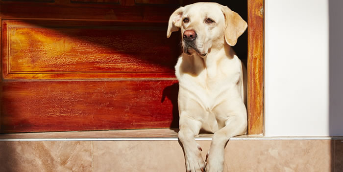 Cuidados na velhice do seu pet