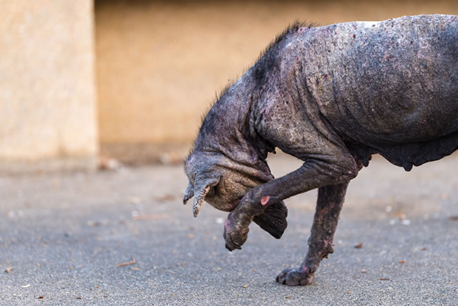 De olho na coceira nos pets