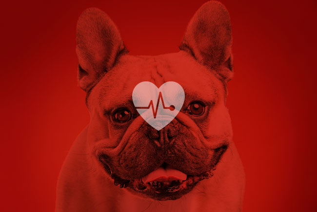 De olho no coração dos pets