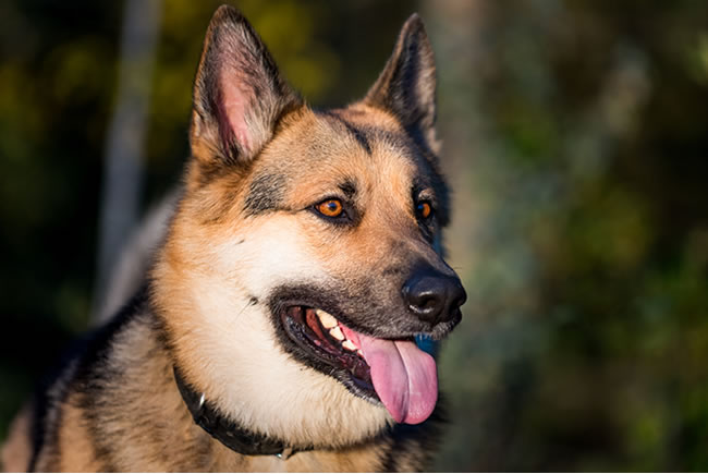 Para entender a linguagem dos cães