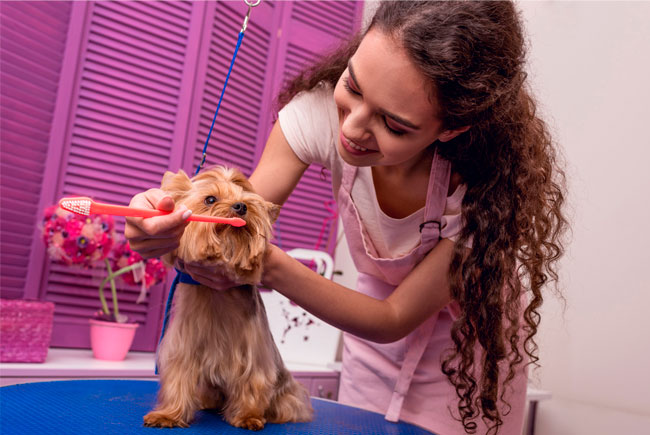 Dicas infalíveis para cuidar dos dentes do seu cão