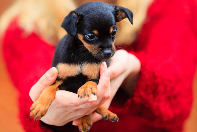 Dicas para a adoção de pets