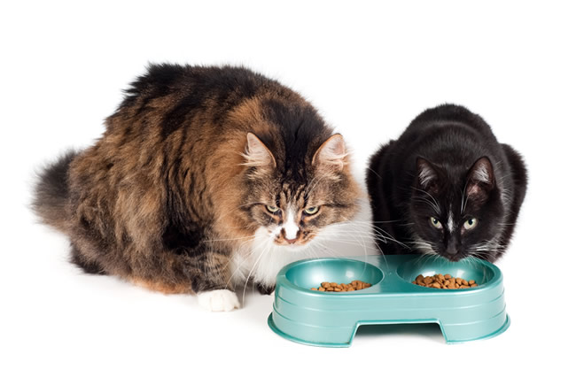 Dicas para a alimentação de gatos