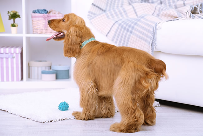 Dicas para combater a queda de pelos nos cães